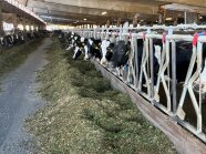 Milchkühe am Futtertisch mit Luzerne