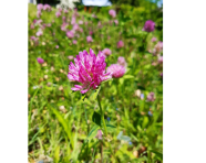 Ein Foto von einer Rotkleeblüte