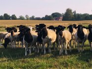 Dorper-Schafe auf der Weide