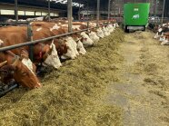Milchkühe am Futtertisch