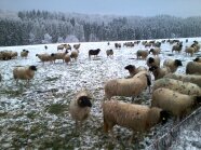 Ackerfutterfläche mit Schafen im Winter
