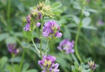 Ein Foto einer Luzerne-Blüte