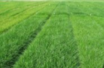Ein Foto von Gras-Versuchsparzellen