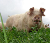 Ein Schwein auf der Weide