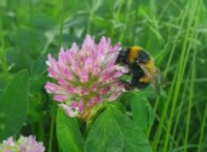 Ein Foto einer Hummel an einer Rotklee-Blüte