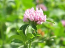 Ein Bild einer Rotklee-Blüte