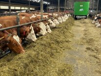 Milchkühe am Futtertisch